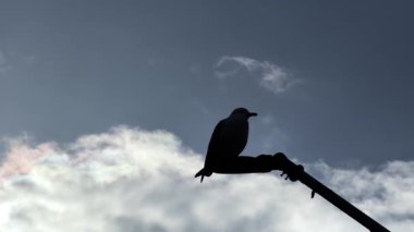 Akşam üstü vakti bulutlu bir gökyüzüne karşı direkte oturan bir kuş. Öğleden sonra bir kuş, arkasında bulutlar olan bir direğin üzerinde dinleniyor..