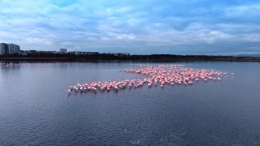 Büyük bir flamingo grubu şehrin yakınındaki bir gölde suyun içinde duruyor. Flamingolar, arka planda binalar ve bulutlu gökyüzü olan bir şehrin yakınındaki gölde toplanıyorlar..
