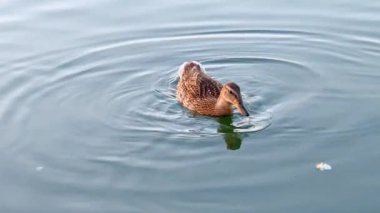 Ördek, sakin bir göl yüzeyinde dalgalanmalar yaratırken suda yüzer. Bir ördek suda süzülür ve gölde yemek ararken öğleden sonra dalgalanmalar bırakır..