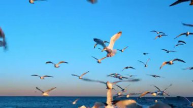 Martılar gün batımında mavi gökyüzünde uçarlar. Birden fazla vahşi kuş korkusuzca kameraya yaklaşıyor..