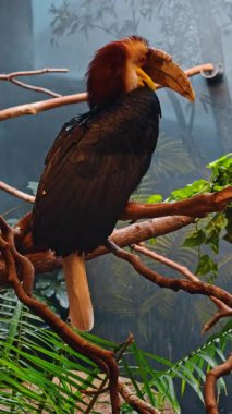 Hornbill, hayvanat bahçesi kuşhanesinin dalına tünemişti. Büyük boynuzlu kuş, tropikal hayvanat bahçesi etrafındaki ahşap dalda dinleniyor..