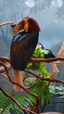 Hayvanat bahçesinin içine tünemiş iki boynuz gagası. Bir çift boynuz gagalı kuş kapalı hayvanat bahçesinin dallarında dinleniyor..