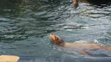 Foklar güneşli bir öğleden sonra deniz parkında yüzer ve oynarlar. Güneşli bir öğleden sonra, bir deniz parkında iki fok yüzer ve suya düşer..