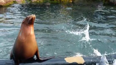 Deniz aslanı gündüz vakti deniz kenarında bir sergide dinlenir. Deniz aslanı bir deniz parkında suyun kenarında oturur..
