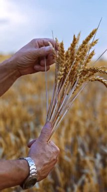 Erkeklerin ellerinde bir buket kurumuş çivi. Sarı tarlalar arka planda hasat için hazır. Dikey video