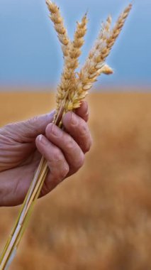 Yaşlı bir adamın elinde bir kaç kuru, sarı dikenli kazık. Bulanık zeminde mavi gökyüzünün altında güzel buğday tarlaları. Dikey video