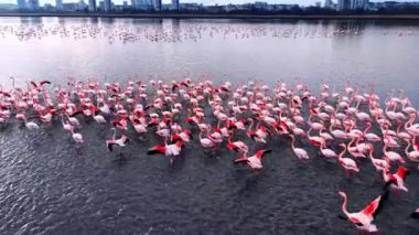 Şehrin yakınlarında sığ sularda yüzen büyük pembe flamingo kolonisi. Binlerce daha büyük flamingo bir gölde, arka planda şehir silüeti ve deniz kıyısında binalar var..
