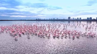 Büyük flamingo uzak şehir binaları ile birlikte suda akın eder. Pembe flamingoların geniş bir manzarası bir gölde şehir silueti bulutlu bir gökyüzünün altında.
