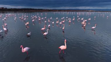 Sakin gölde, kasvetli gökyüzünün altında pembe flamingolar. Daha büyük flamingolar dramatik bir karanlık fırtınanın altında berrak yansımalarla suda yürüyorlar..