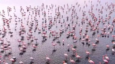 Göl yüzeyine yayılmış yoğun pembe flamingo deseni. Yüksek açılı çekim çok sayıda pembe flamingonun sığ bir su kütlesine dağıldığını gösteriyor..