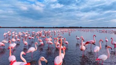 Pembe flamingolar bulutlu mavi gökyüzünün altında sakin sularda duruyorlar. Ufukta dramatik bulutların altında bir köy olan göldeki büyük flamingoların yakın çekim ve orta çekim görüntüleri..
