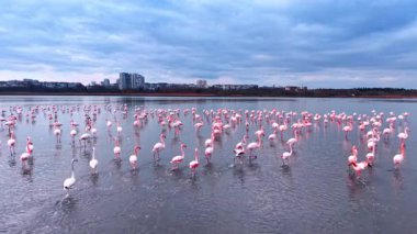 Büyük pembe flamingo sürüsü sığ tuz gölünde yüzüyor. Yüzlerce daha büyük flamingo şehrin silueti ve arka planında bulutlu mavi gökyüzü ile suda duruyor..