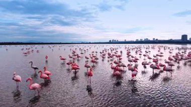 Gün batımında gölde pembe flamingolar ve şehir silueti. Alacakaranlıkta sığ sularda yüzen büyük bir flamingo grubu ve ufukta kentsel binalar var..