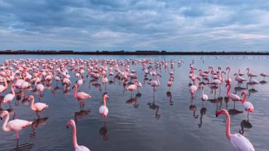 Ufuk çizgisi ve dramatik bulutları olan suda pembe flamingolar. Ön planda, bulutlu gökyüzünün altında geniş bir kolonisi olan bir grup flamingo..