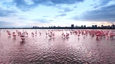 Flamingo sürüsüyle birlikte suyun üzerinde gün batımı yansıması. Flamingolar gün batımında şehir binaları ve bulutlu gökyüzüyle parıldayan sularda yüzüyorlar..