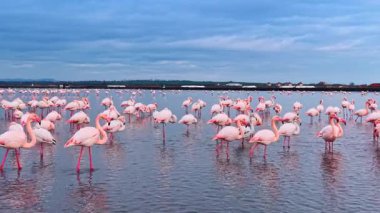 Sığ sularda yüzen pembe flamingolara yakın durun. Çok sayıda büyük flamingo yeşil tepelerle tuzlu gölde ayakta ve yürüyor.