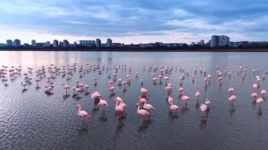 Şehir binalarına karşı suda yüzen pembe flamingolar. Önplanda bir grup flamingo ve arka planda sisli bir gökyüzü..