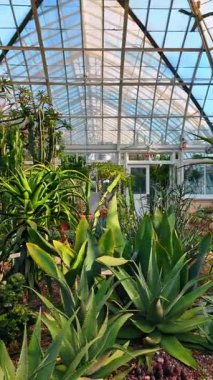 Büyük portakalların içinde büyüyen büyük sularla etrafta dolaşıyorlar. Bronx, New York 'taki Botanik Bahçesi' nin çarpıcı bitkileri. Dikey video.