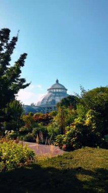 Güneşli bir günde yeşil parkın yanından güzel bir yürüyüş. ABD 'nin New York kentindeki Botanik Bahçesi' nde eski tip portakallara yaklaşıyoruz. Dikey video.