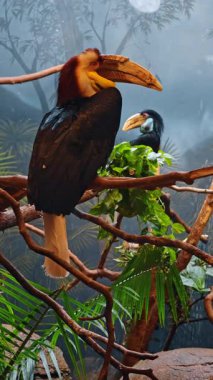 Ağaç dallarında huzur içinde oturan iki muhteşem Hornbill Birds. Hayvanat bahçesinde yaşayan büyük tropikal kuşlar. Dikey video.