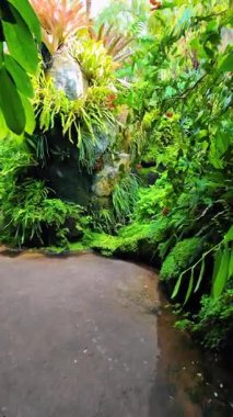 Yosun, eğrelti otları ve diğer muhteşem bitkilerle kaplı büyük taşlar. New York Botanik Bahçesi 'nin yemyeşil bitkileri. Dikey video.