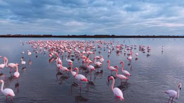 Daha büyük pembe flamingo sürüsü sığ kıyı lagünlerinde yüzüyor. Bulutlu mavi gökyüzünün altında ufukta alçak binalar olan bir grup pembe kuş..