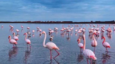 Alacakaranlıkta durgun suda duran bir grup pembe flamingo. Ufukta alçak katlı köy binaları olan sığ göldeki kuşların orta büyüklükte görüntüleri..