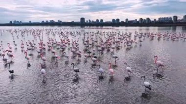 Daha büyük flamingolar gölde yüzüyor. Şehir silueti arka planında. Sudaki büyük pembe kuşlar kolonisi yüksek binalar ve ufukta gri bulutlu gökyüzü..