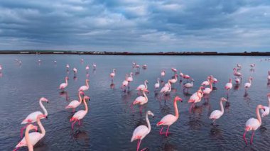 Pembe flamingolar bulutlu mavi gökyüzünün altında tuz gölünde besleniyor. Sığ sularda, yansımaları ve yoğun bulutların altında düşük endüstriyel arka planı olan dağılmış bir grup kuş..