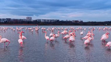 Pembe flamingolar şehrin arka planında sığ sularda duruyorlar. Daha büyük flamingolar göl suyunda bulutlu gökyüzünün altında kentsel ufuk çizgisi yakınlarında..
