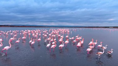Pembe flamingo kolonisinin sığ kıyı sularındaki geniş görüşü. Büyük kuş sürüsü mavi alacakaranlık gökyüzünün altındaki tepelere yayılmış..
