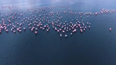 Top view of pink flamingos flock in dark water. Drone shot of greater flamingos group swimming in deep blue lake water.