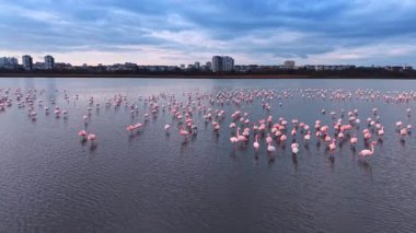 Şehir binalarının yakınlarındaki sularda flamingoların hava görüntüsü. Yüksek açılı pembe flamingoların daire blokları olan bir göle dağılmış görüntüleri..