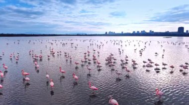 Sudaki flamingolar parlak şehir silueti ve yansımaları ile. Pembe kuşların sığ sularda, parlak gökyüzünün altında binaların yakınında geniş açılı görüntüleri..