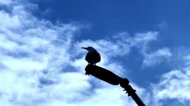 Bulutlu gökyüzünün altında sokak lambasında arka plandaki kuş silueti. Lamba direğinde duran bir martının silueti beyaz bulutların ve mavi gökyüzünün arka planına karşı..