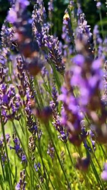 Derin olmayan mor lavanta çiçeklerine yakın çekim. Yumuşak bokeh arkaplanlı lavanta çiçekleri ve doğal ışıkta bal arısı arayışının makro ayrıntıları.