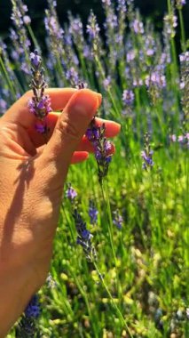 İnsan elinin mor lavanta çiçeğine dokunuşunu yakından çek. Güneşli bir yaz gününde yeşil arka planı olan bir tarlada, lavanta çiçeklerine dokunmak..