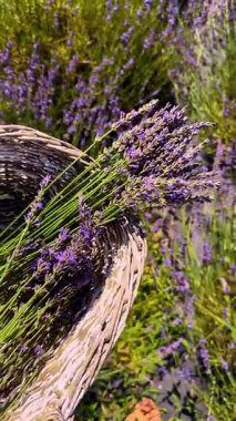 Hasat edilmiş lavanta demetlerini hasır sepetin içinde kapatın. Hasat zamanı güneşli bir tarlada kesilmiş mor lavanta çiçekleriyle dolu bir sepet..