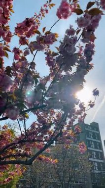 Açık mavi gökyüzüne karşı pembe kiraz çiçekleri dalları. Çiçek açan kiraz ağacı dalları, pembe çiçekler ve mavi gökyüzü alçak açılı.