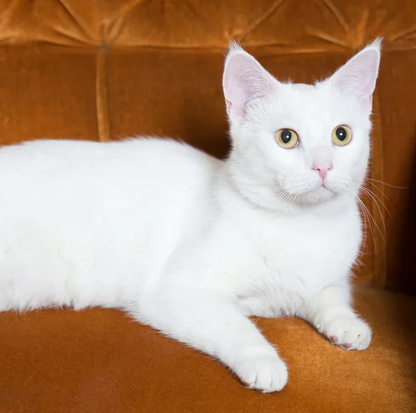 Prachtige witte kat. — Stockfoto
