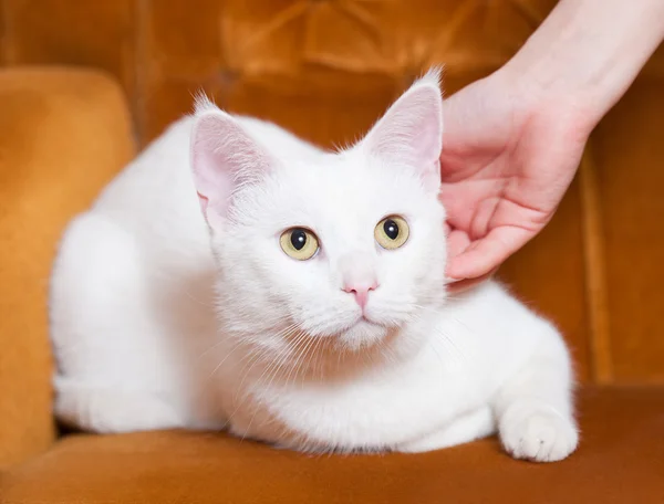 Prachtige witte kat. — Stockfoto