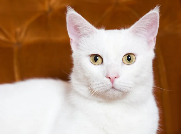Gorgeous white cat. — Stock Photo, Image