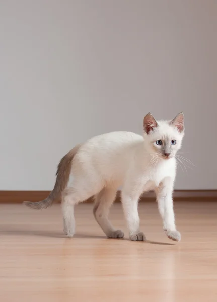 Cute and naughty — Stock Photo, Image