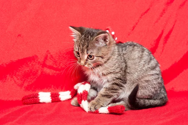 Tiny furball cutie. — Stock Photo, Image