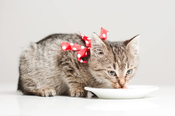 Hungry little kitten. — Stock Photo, Image