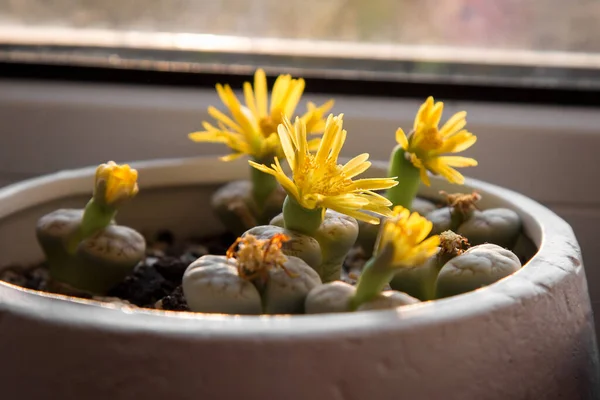 Flores Lithops Amarelas Vaso Flores Brancas Peitoril Janela — Fotografia de Stock