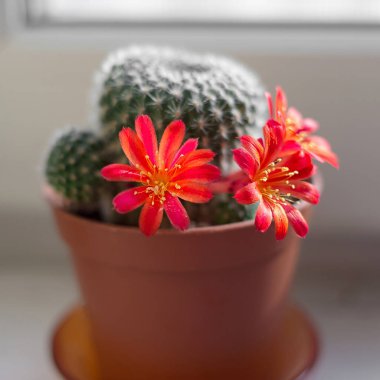 Pencere kenarındaki kahverengi tencerede bulunan Rebutia minuscula kaktüsü çiçek açıyor. Kapat.