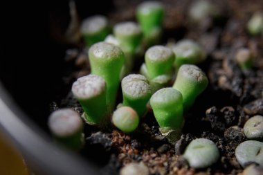Çiçek saksısında yaşayan taşlar ya da lithops.