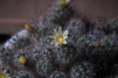 Kaktüsün beyaz çiçekleri Mammiliaria