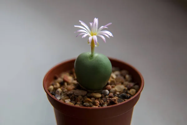 Conophytum Flor Rosa Florescendo Com Centro Amarelo Potenciômetro Plástico Marrom — Fotografia de Stock